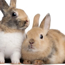 Rabbits, couple