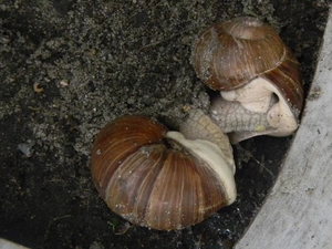 courtship, Snails, Snails