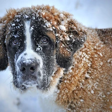 dog, A snow-covered, hair, Bernard