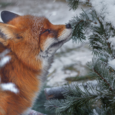 ginger, A snow-covered, twig, Fox