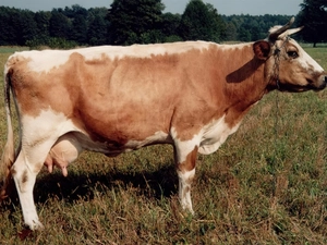 Cow