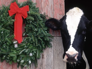 Cow, wreath