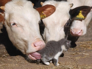 Cows, cat