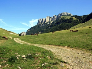 Meadow, Mountains, forest, Cows
