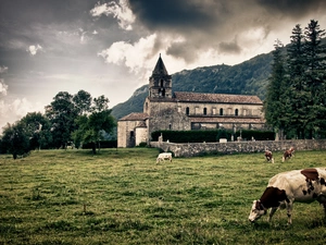 Meadow, Cows, trees, viewes, Church