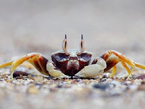 crab, grit
