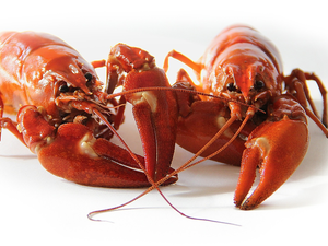 Crampons, white background