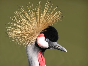 crane, Head