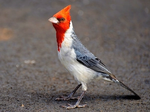 crested cardinal