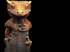 Crested Gecko, Smile