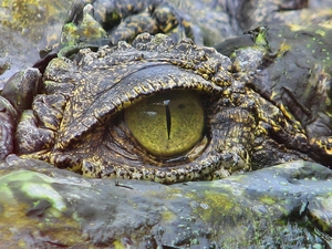 Crocodile, Head, eye