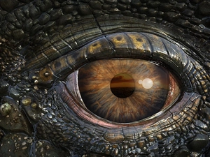 eye, pupil, iris, Crocodile