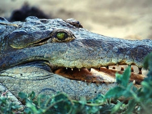 Crocodile, jaw
