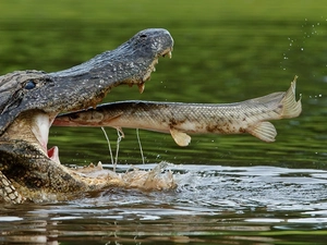 Crocodile, pike