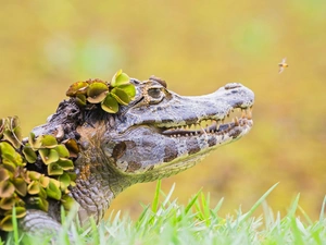 Crocodile, Plants