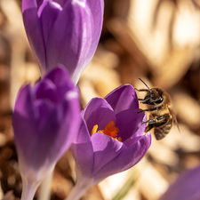 purple, bee, Close, crocuses