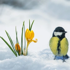 winter, Bird, tit, crocuses