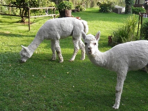 Cropped, Alpacas