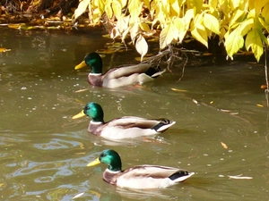 Pond - car, ducks, Cross