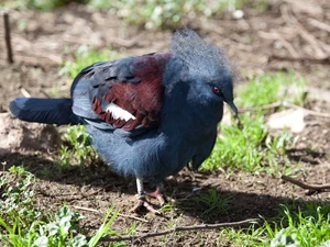 Goura cristata, Bird, Crowned