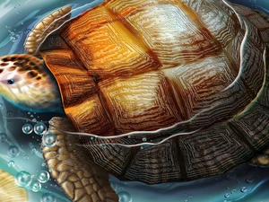 crust, turtle, water