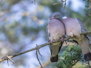birds, Deep, twig, cuddled