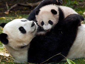 cuddled, pandas, young