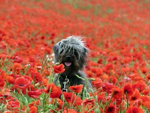 papavers, doggy, Schnauzer, cultivation