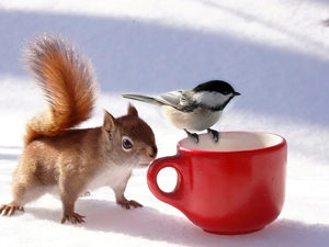 Cup, squirrel, birdies