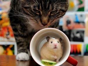 cat, Cup, Funny, Golden Hamster