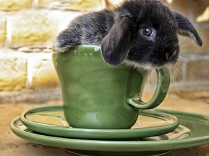 cup, Black, Rabbit