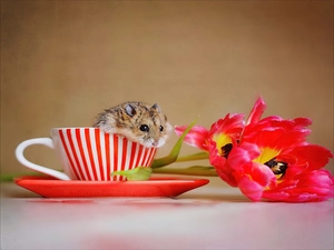 cup, hamster, Tulips
