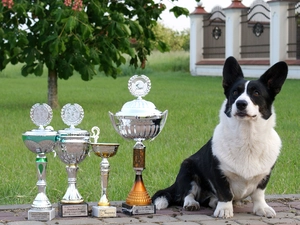 Welsh corgi cardigan, cups