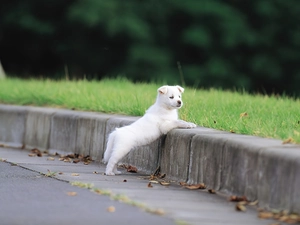 White, curb, Maremmano-abruzzese, doggy