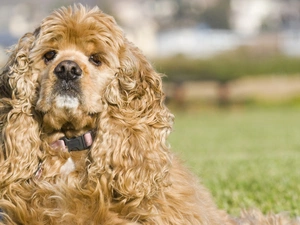 hair, American Spaniel, curly