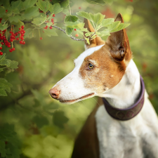 Twigs, currants, Basenji, Bush, dog