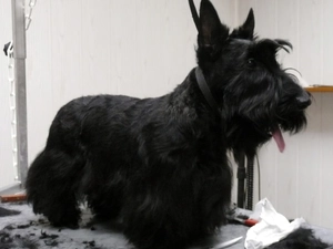 cut, Scottish Terrier