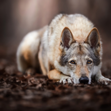 lying, Czechoslovakian Wolfdog, forest, dog