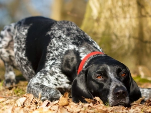 Leaf, tired, Braque d