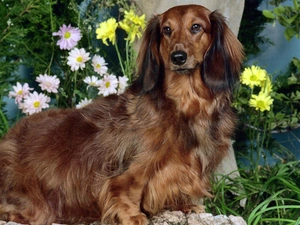 Flowers, long-haired Dachshund