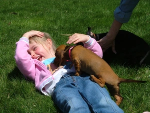 girl, Cheerful, play, dachshund