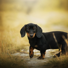 grass, dog, Dachshund Shorthair