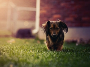 dachshund, grass