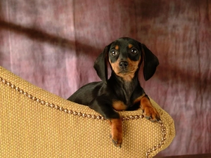 Dachshund Shorthair, Sofa