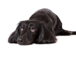 thoughtful, long-haired Dachshund