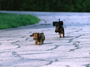dachshunds, play