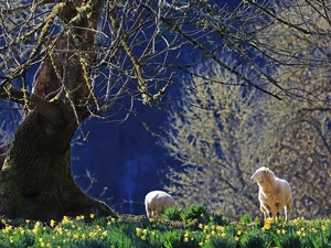 Daffodils, Sheep, trees