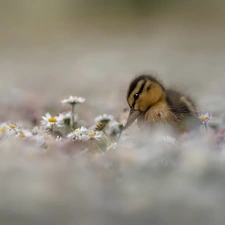 Flowers, daisies, duck, Ducky, small