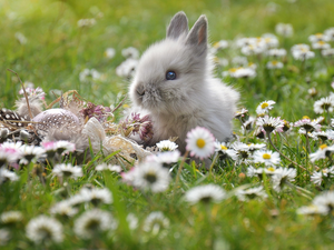 Rabbit, daisies, Easter egg, grass