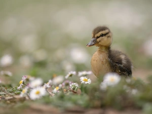 daisies, Ducky, Flowers